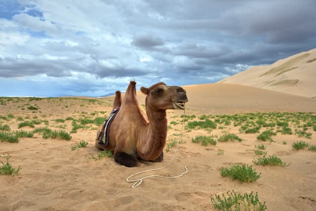 Titelbild zu „Sanddünen von Khongoriin Els“