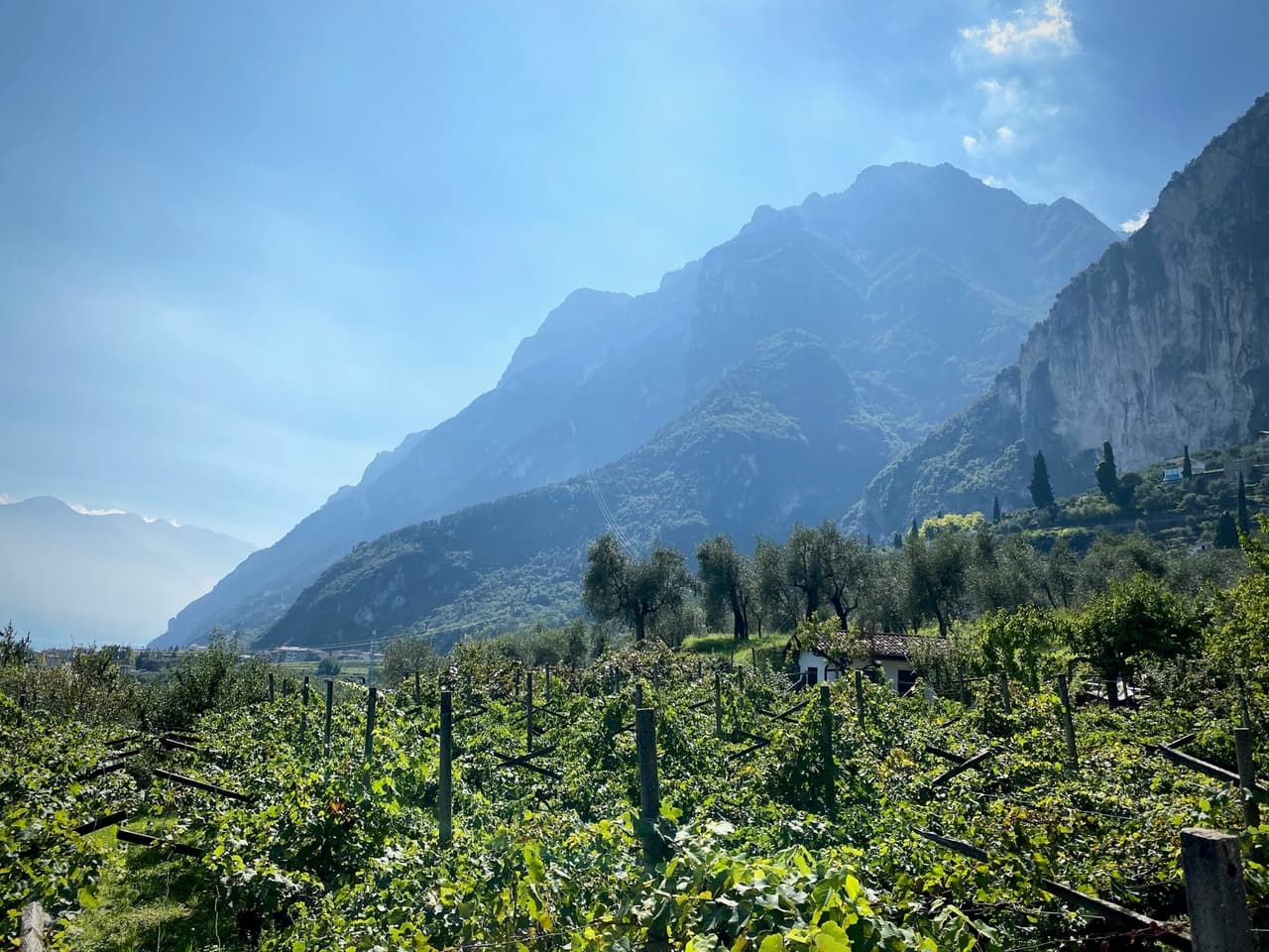 Foto 5 von 34 aus „Torbole“