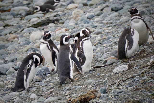 Titelbild zu „Pinguine auf der Isla Magdalena“