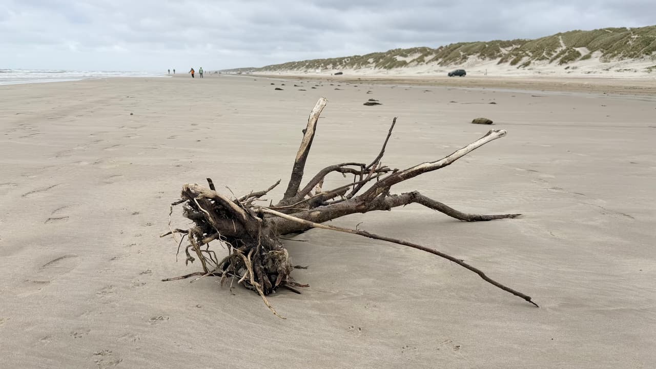 Foto 4 von 9 aus „Mit dem Cali an der dänischen Nordseeküste“